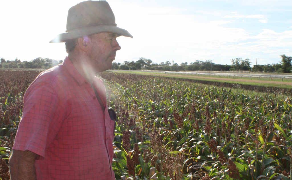 Farmer Ross Shepherd inspects the damage done by the corellas to his sorghum crop at Allman Park Racecourse. Farmer Ross Shepherd inspects the damage done by the corellas to his sorghum crop at Allman Park Racecourse.